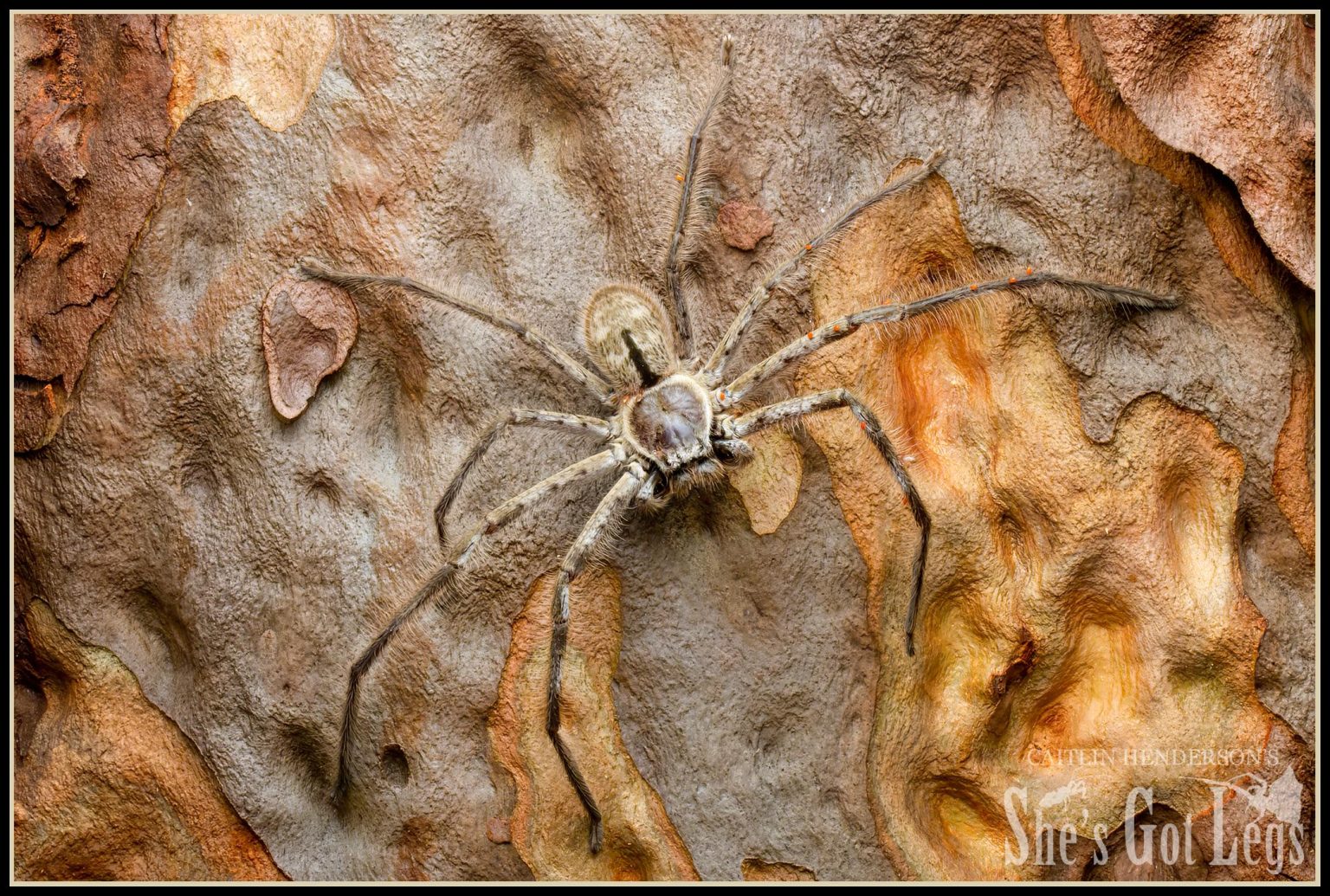 How Dangerous Are Spiders Minibeast Wildlife