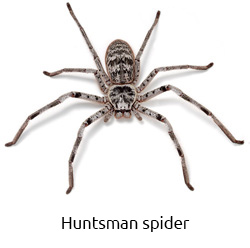 Image Result For Giant Spider Web