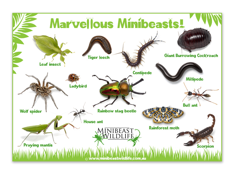 Minibeast Posters - Minibeast Wildlife