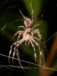 Portia Fimbriata - Fringed Jumping Spider