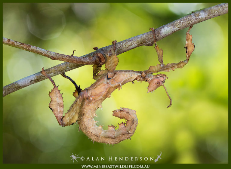 Spiny Leaf Insect Minibeast Wildlife