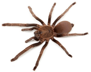 A guide to buying your first (Australian) tarantula - Part Two: Types ...