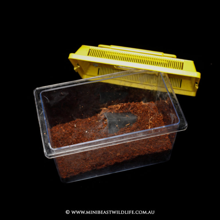 A guide to buying your first (Australian) tarantula - Part Four ...