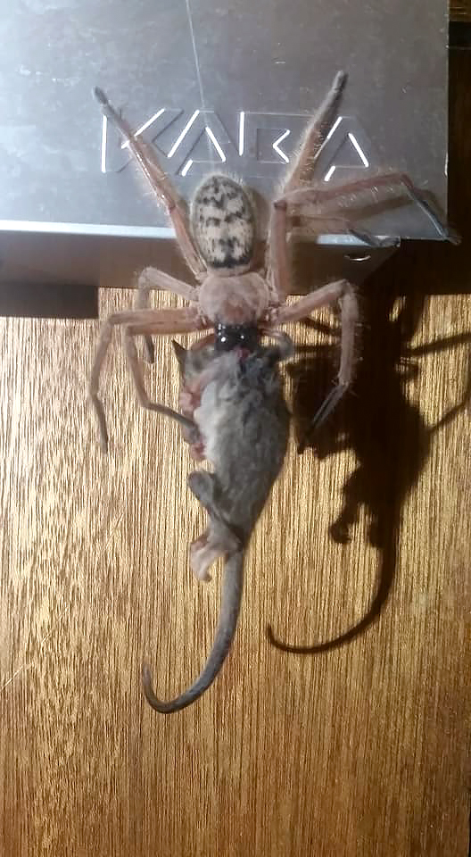 huntsman spider size