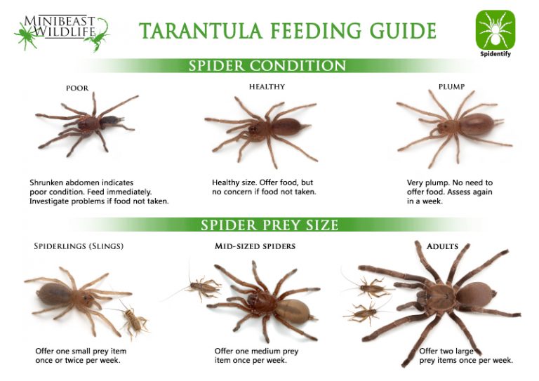 A guide to feeding Australian tarantulas Minibeast Wildlife