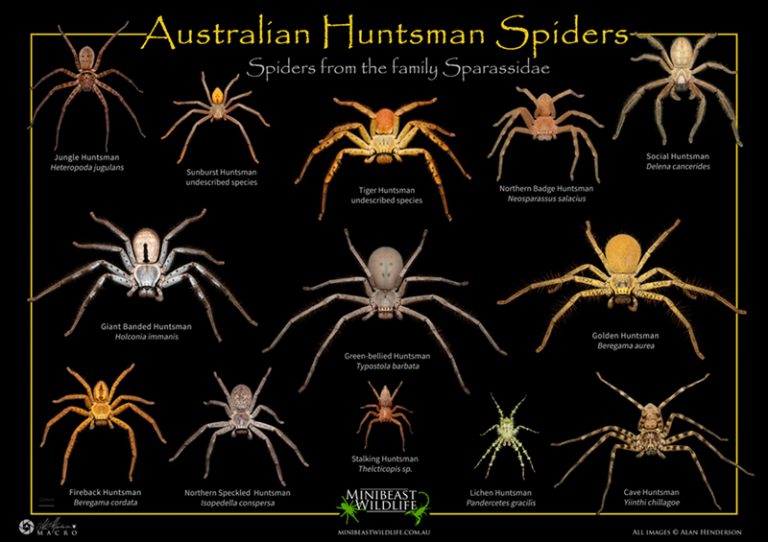 Huntsman Spiders - Minibeast Wildlife