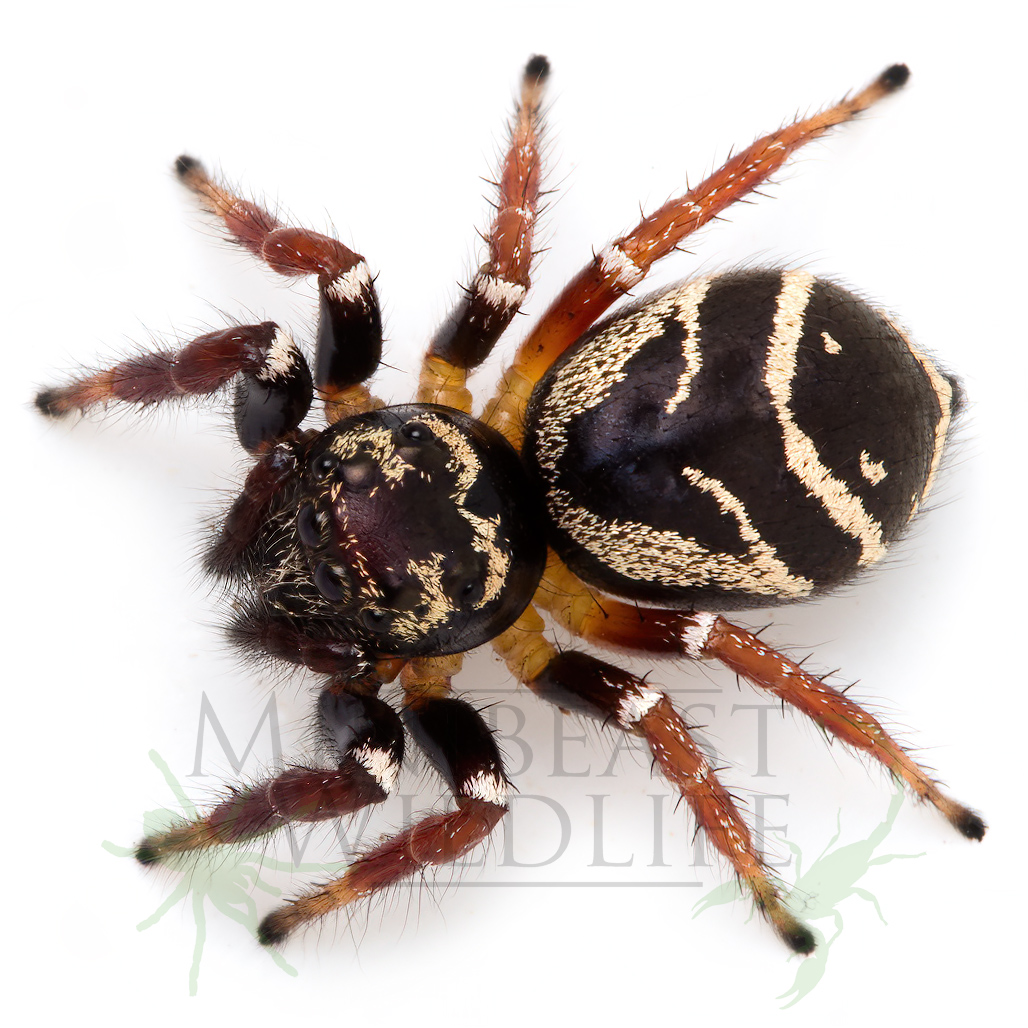 Cast-iron Jumping Spider - Zenodorus metallescens