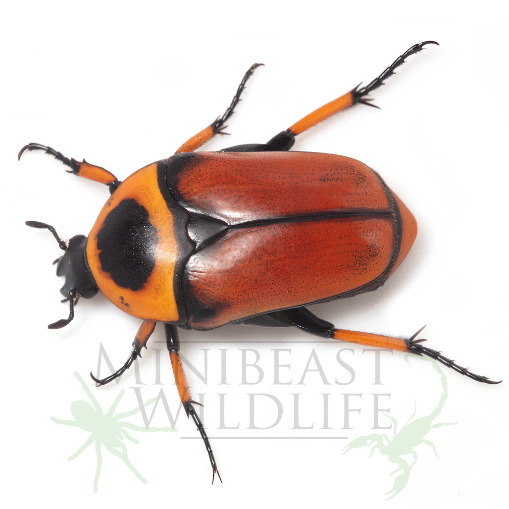 Sunburst Flower Beetle (Dilochrosis brownii)