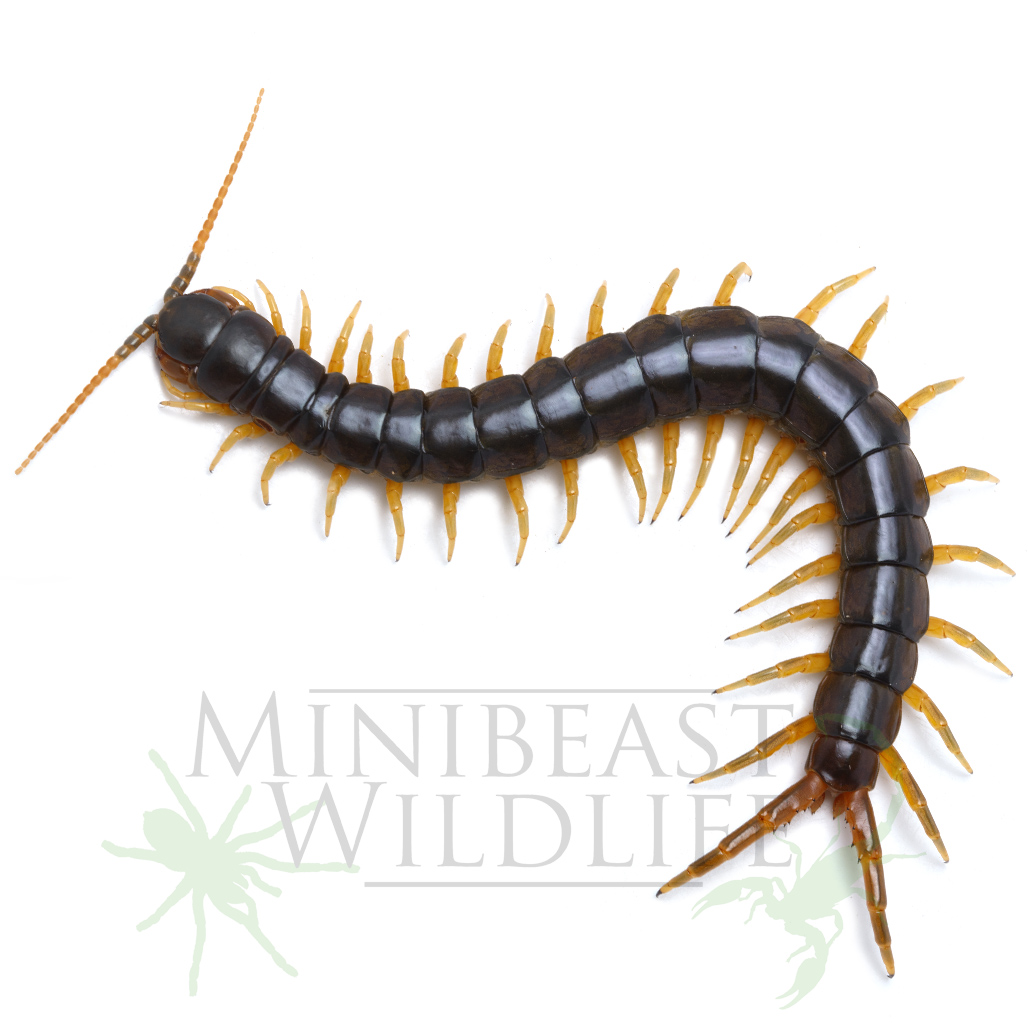 Inland yellow leg centipede