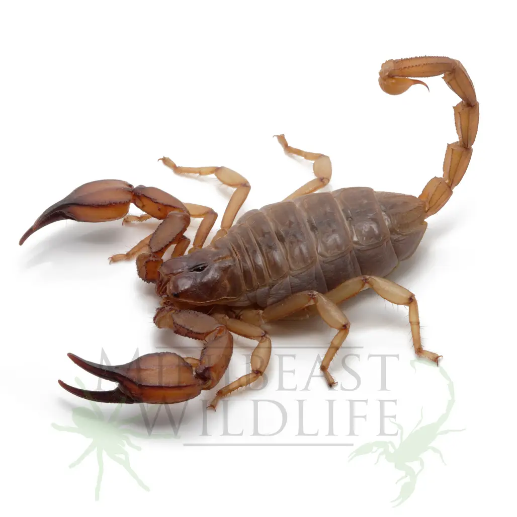 Flinders Ranges Scorpion - Urodacus elongatus