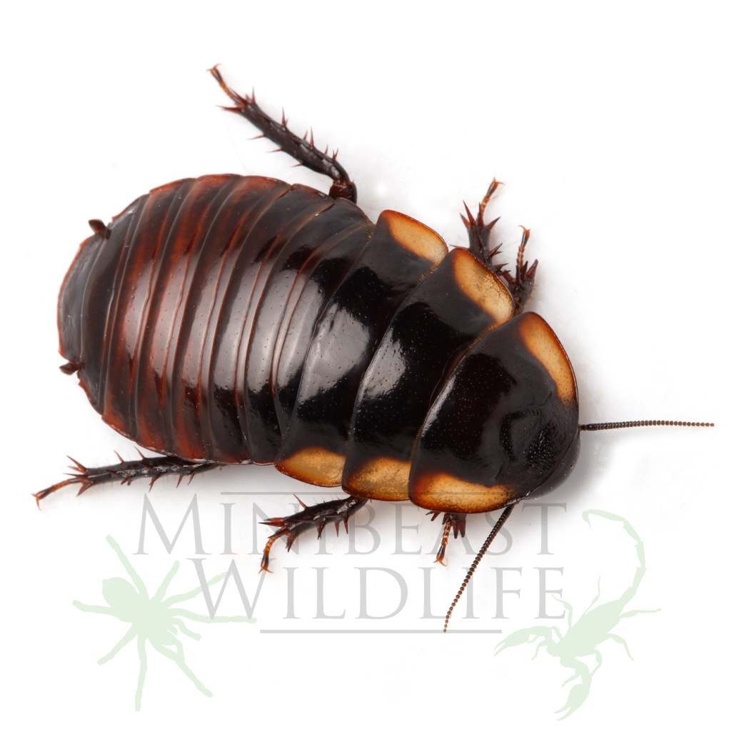 Ornate Burrowing Cockroach Macropanesthia kraussiana