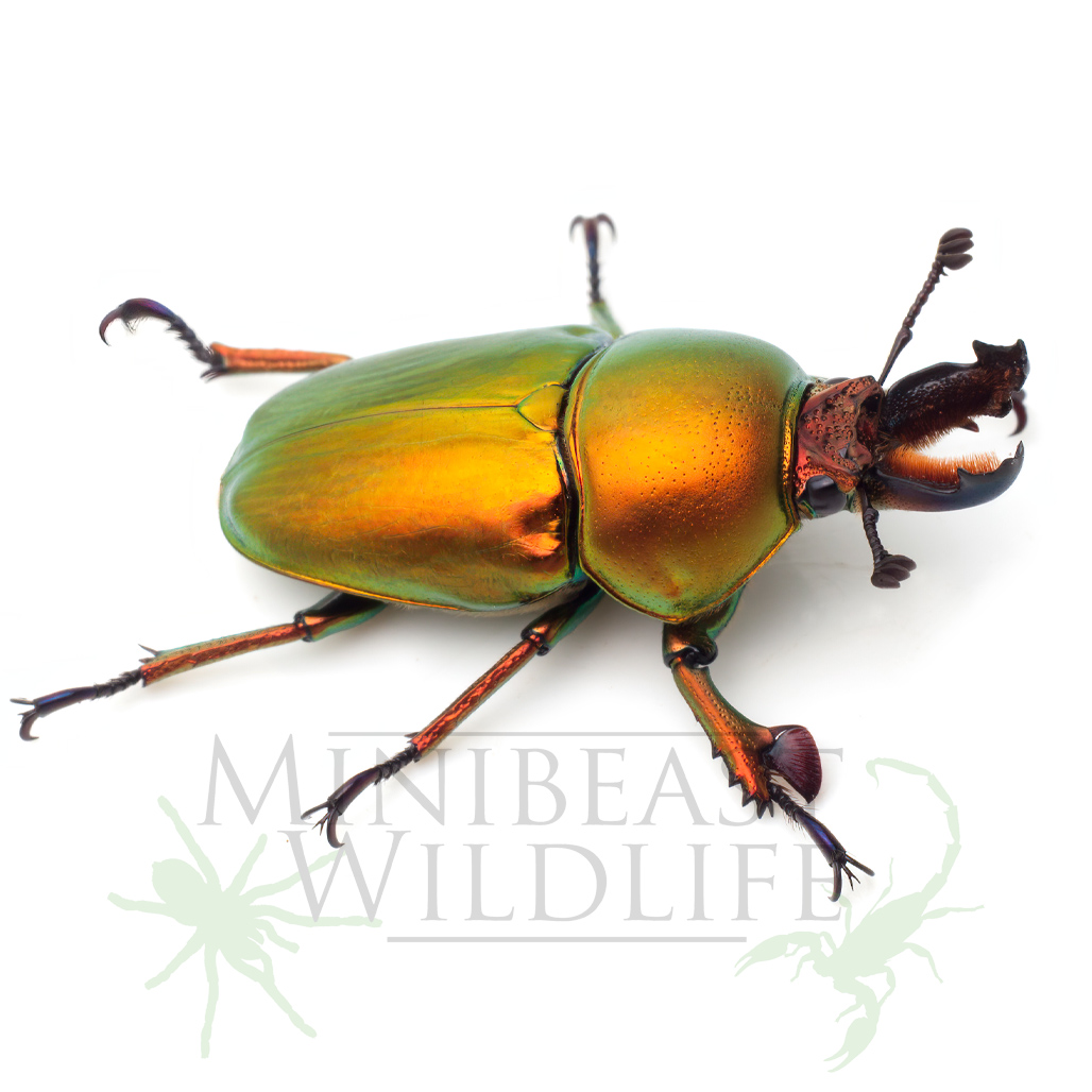 green-golden-stag-beetle