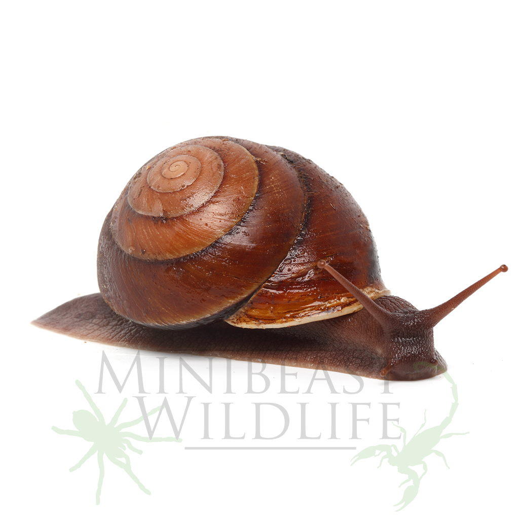 rainforest-snail