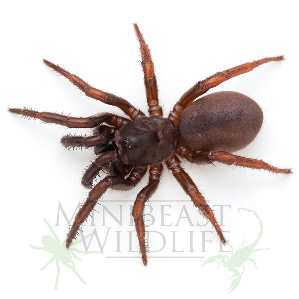 spiny-rainforest-trapdoor-spider