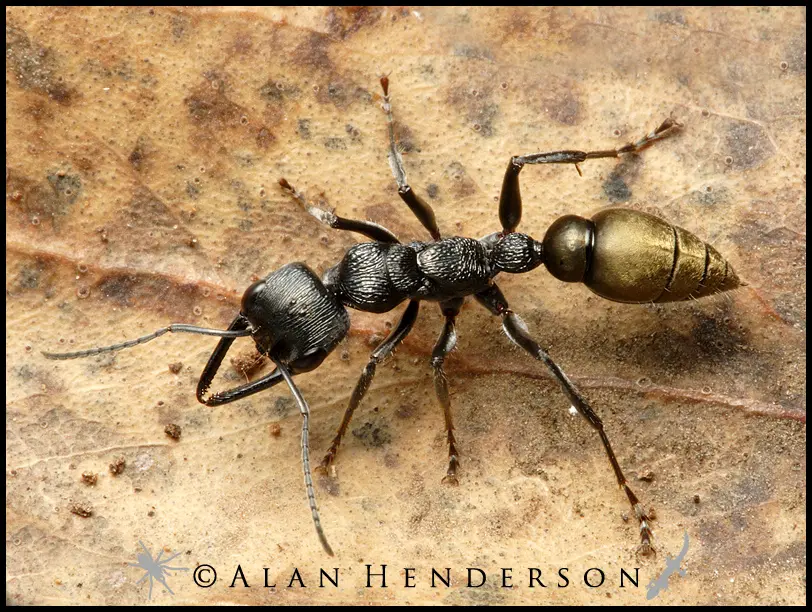 australian ants