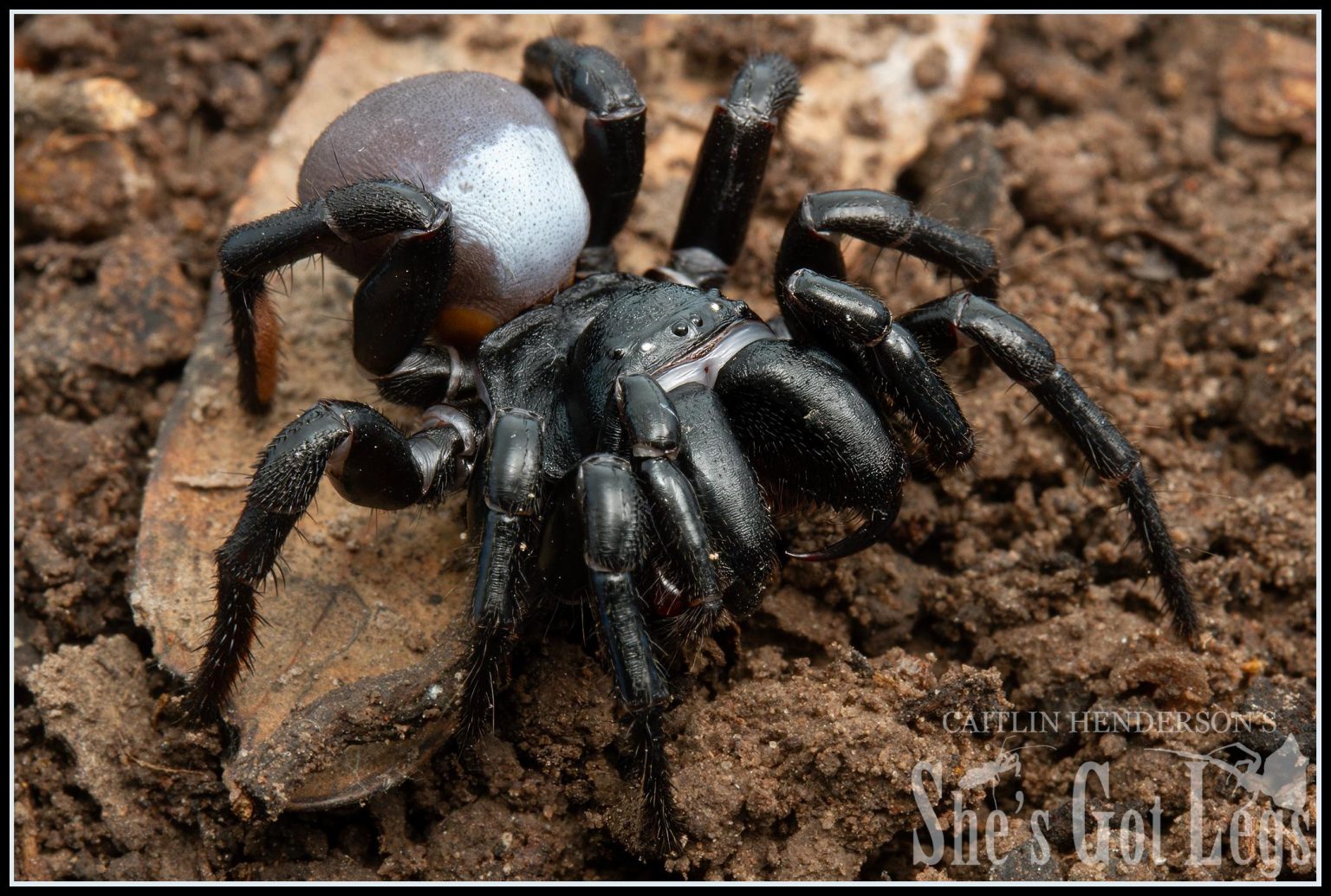 How dangerous are spiders? - Minibeast Wildlife