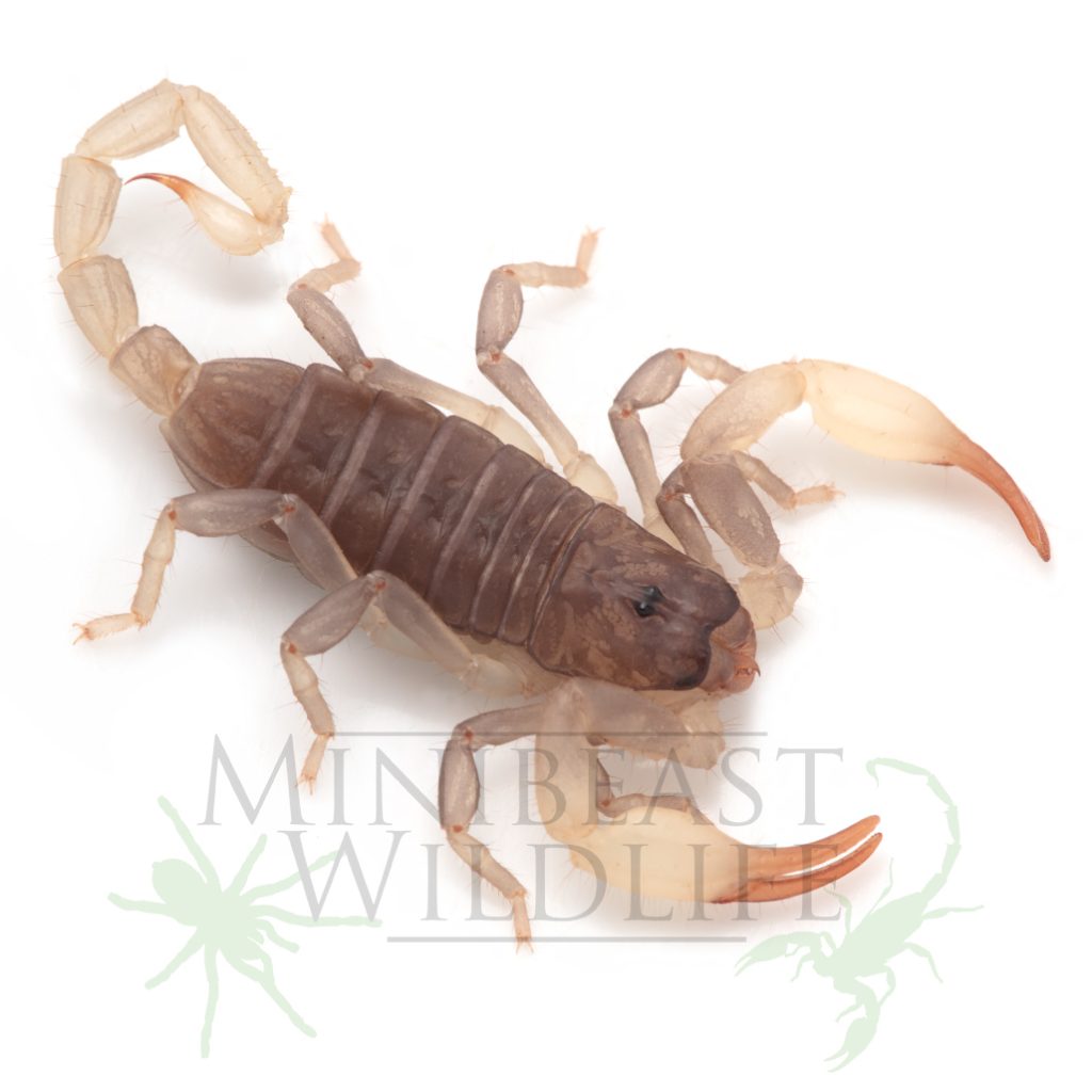 A young juvenile Flinders Ranges Scorpion on a white background