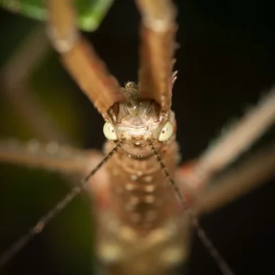 Acrophylla wuelfingi - Giant Northern Stick Insect