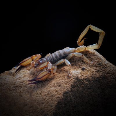 Flinders Ranges Scorpion - for round pic