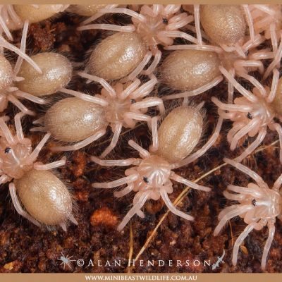 tarantula babies